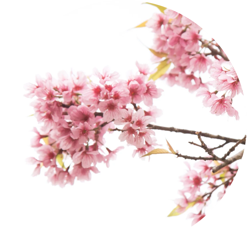 cabinet dentaire mandelieu la napoule soins precision Accueil Dr Mathelin Christel | Orthodontiste Mandelieu-la-Napoule